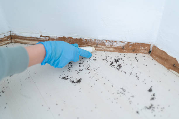 Best Rat Extermination Near Me  in Dagsboro, DE